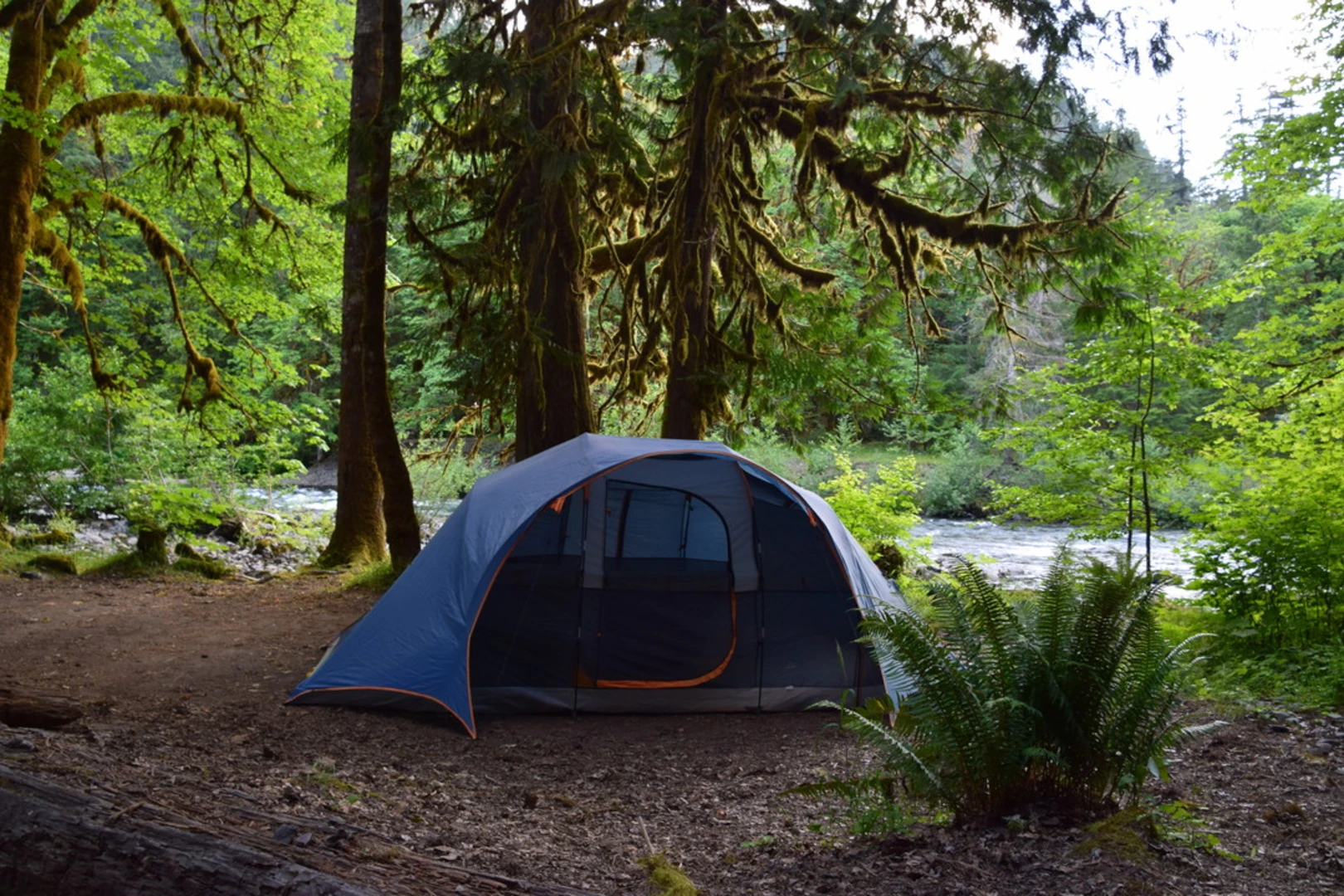 An image depicting the trail North Fork Skokomish River Trail and its surrounding area.