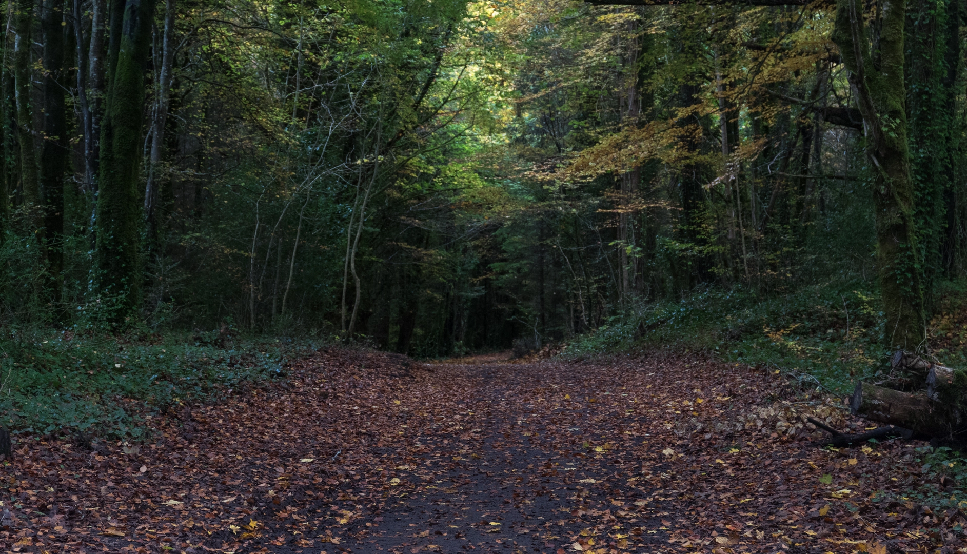 An image depicting the trail Cong - Nature Loop and its surrounding area.