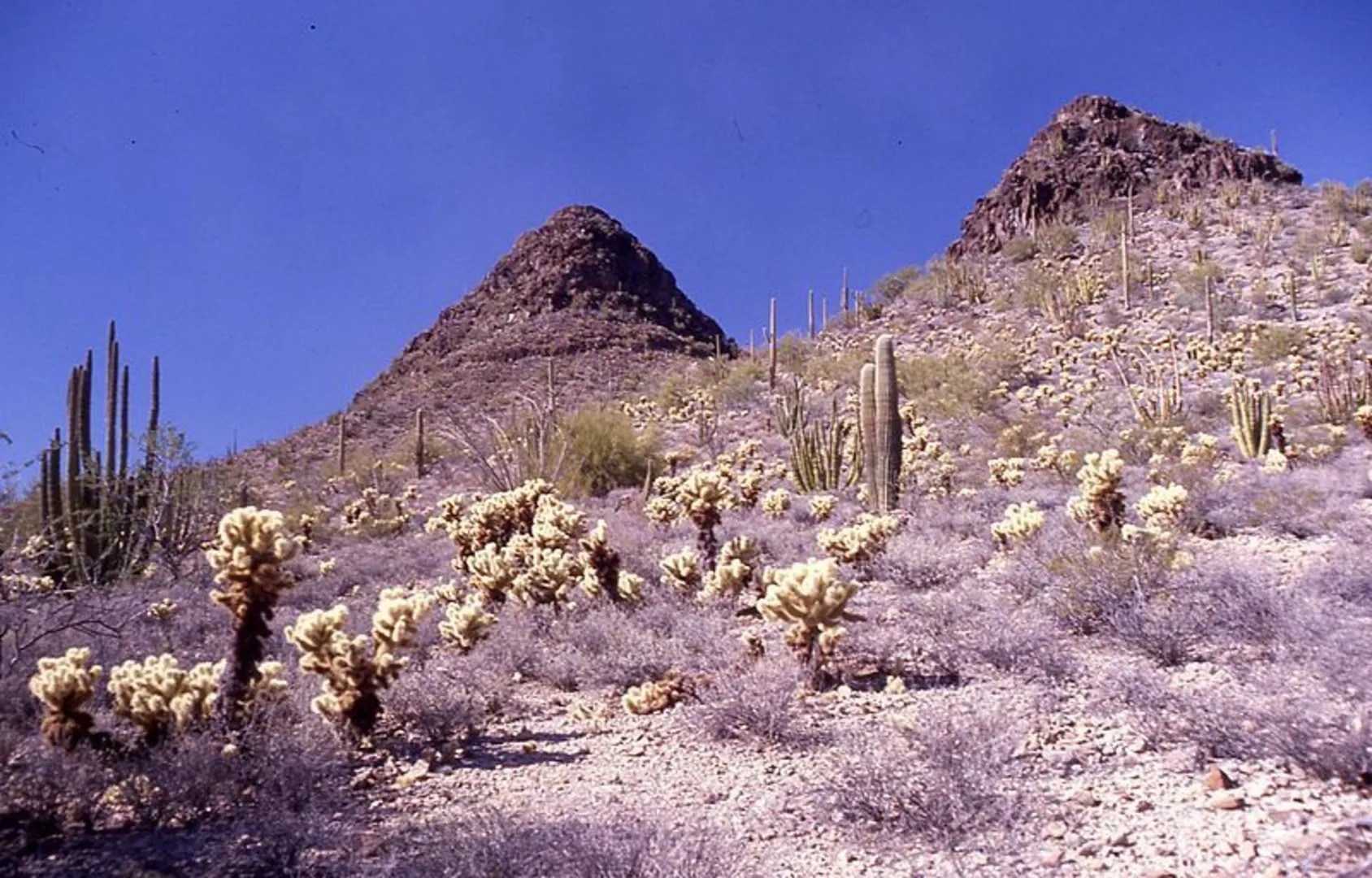 An image depicting the trail Desert View Trail and its surrounding area.