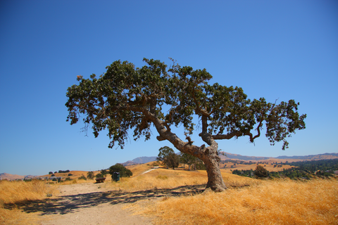 Cottonwood and Forgotten Loop Trail