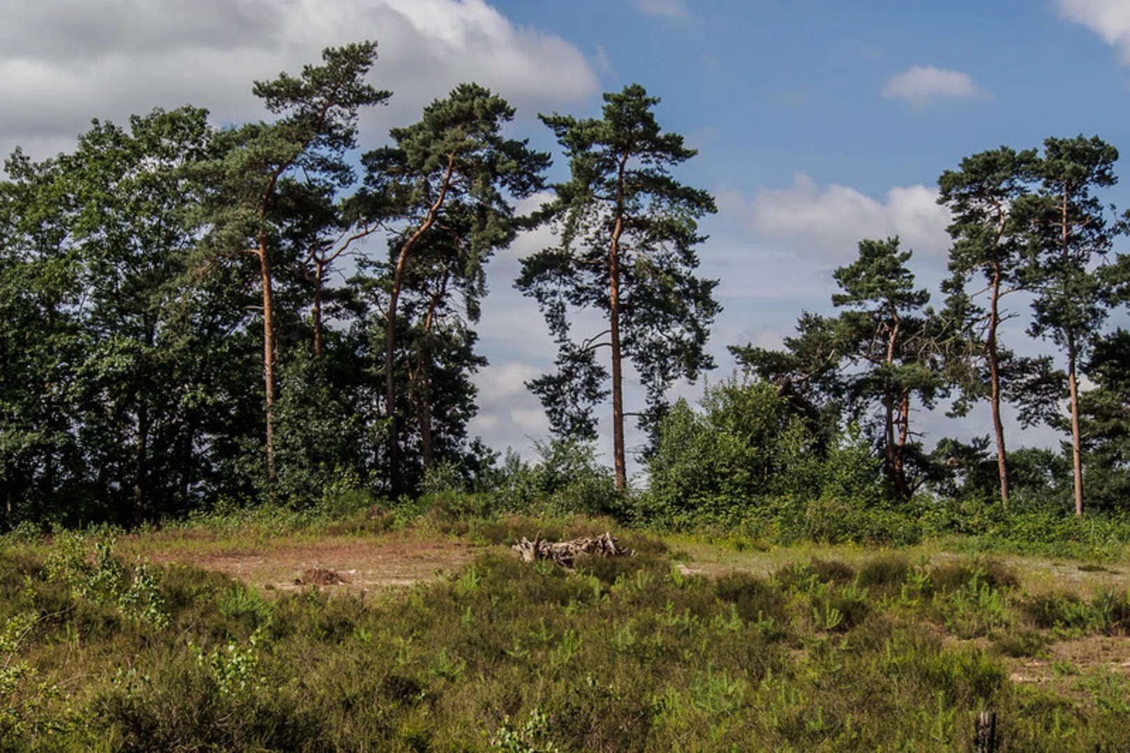 An image depicting the trail Naturschutzgebiet Ohligser Heide Loop via Neanderland Steig and its surrounding area.