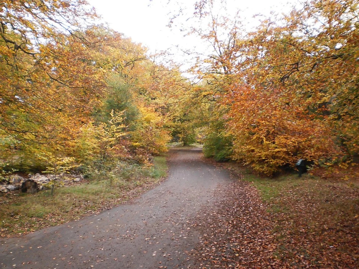An image depicting the trail Druids Oak Loop - Burnham Beeches and its surrounding area.