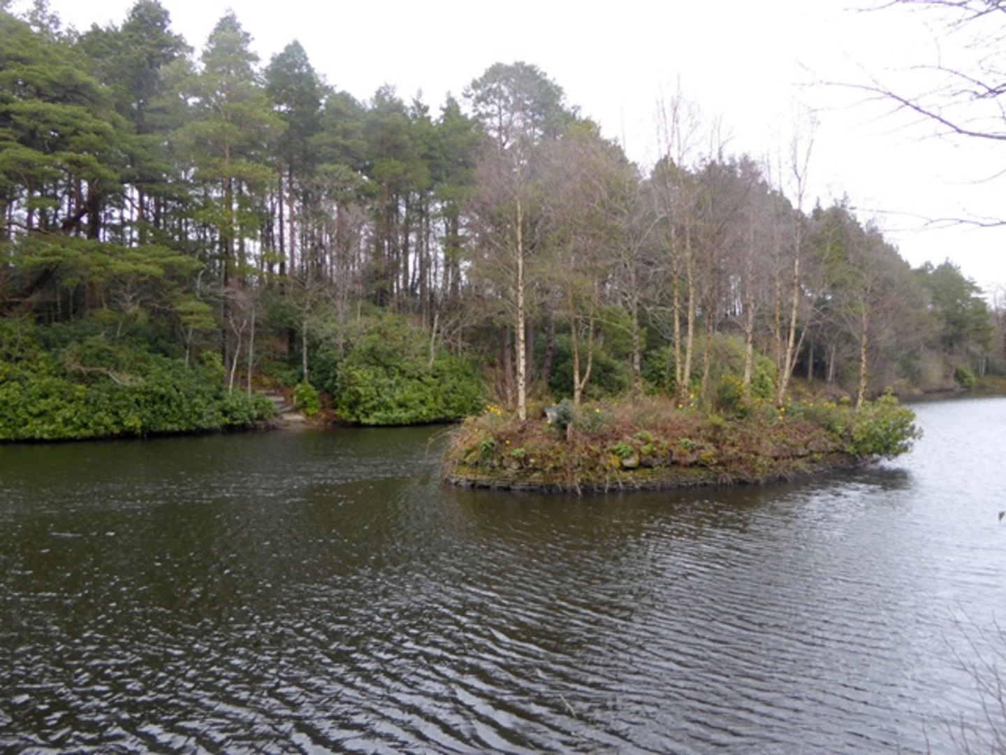 An image depicting the trail Brittas Forest Loop and its surrounding area.