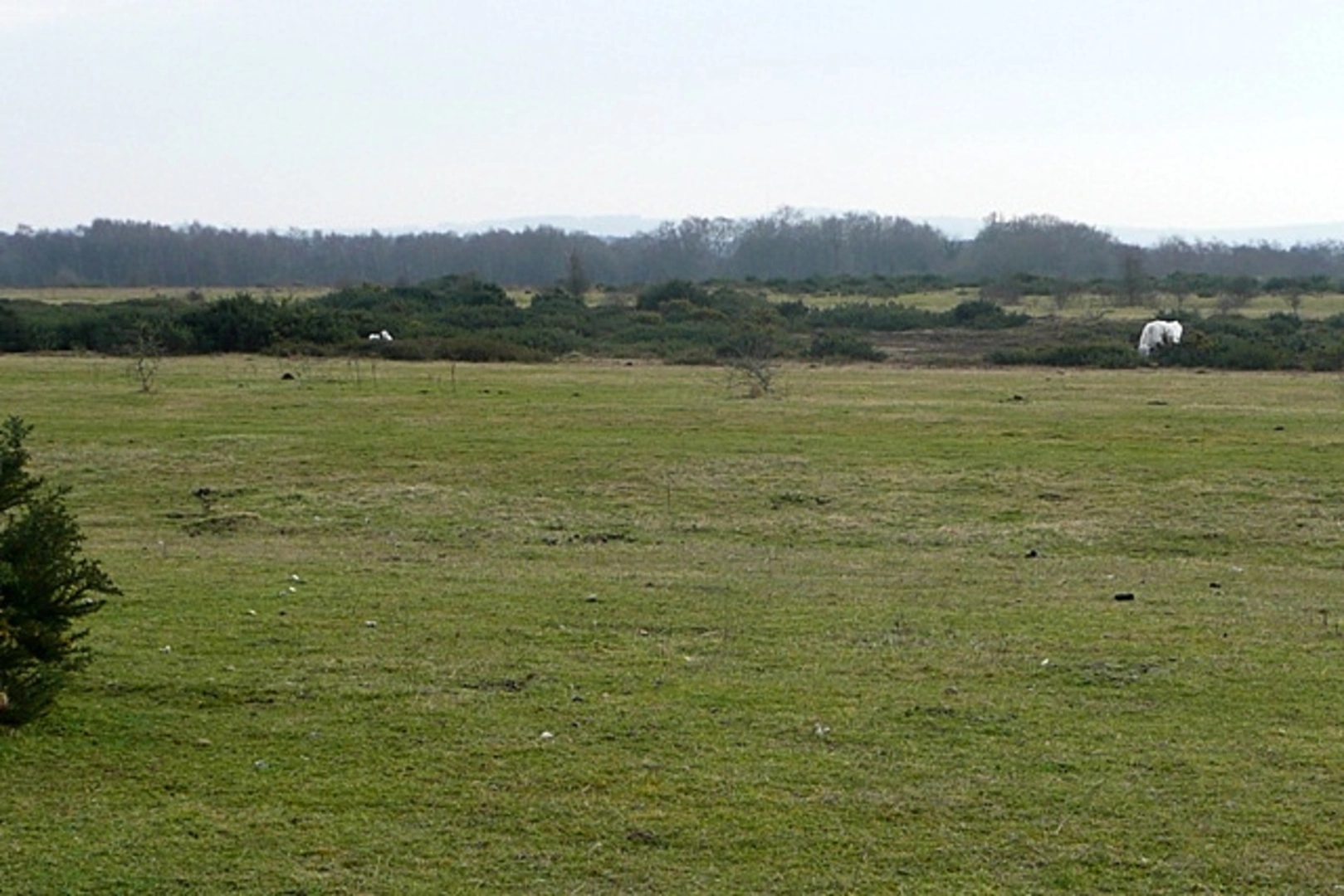 An image depicting the trail Thatcham Reedbed Nature Reserve and Greenham Country Park Loop and its surrounding area.