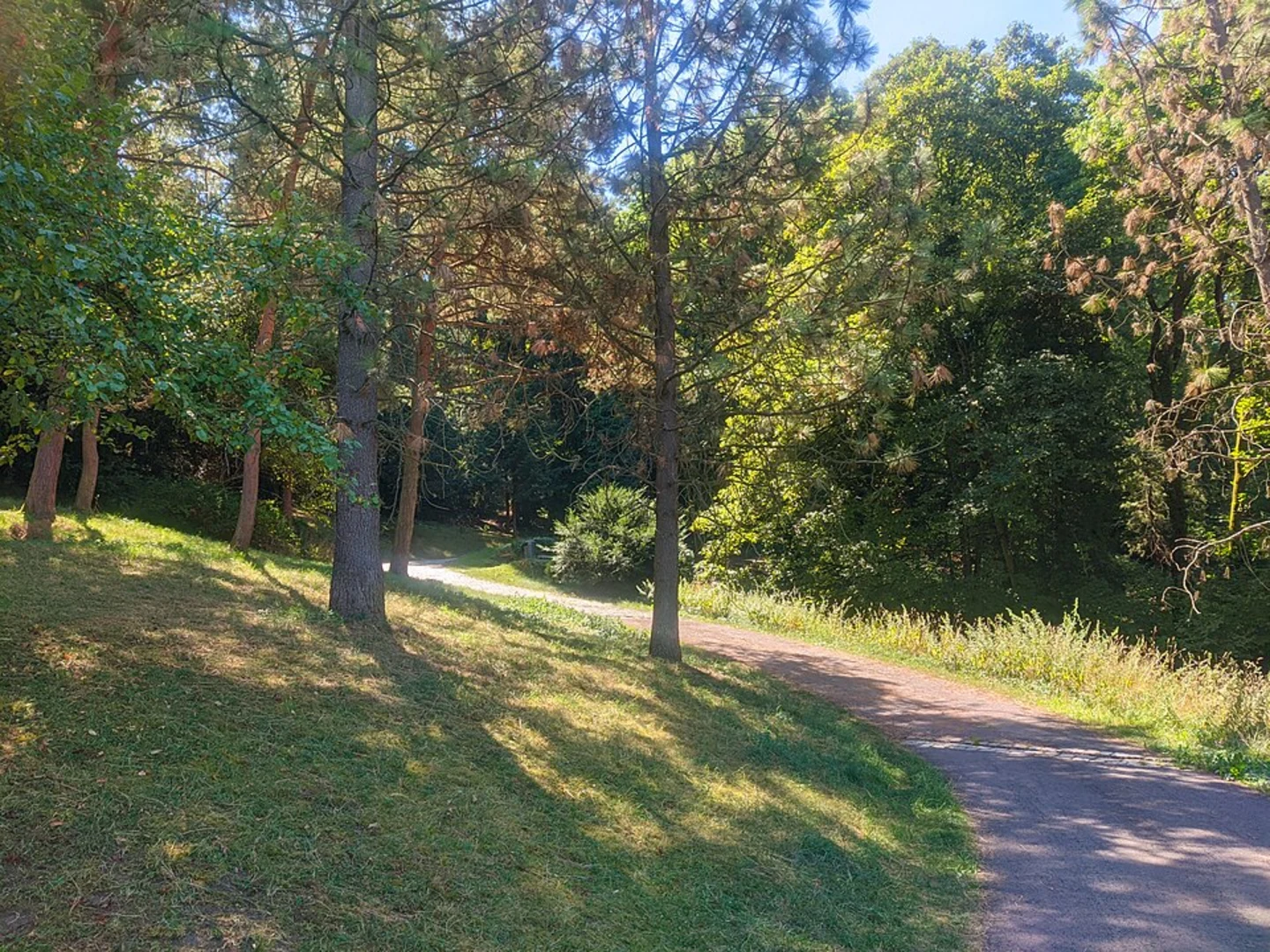 An image depicting the trail Wernhaldenpark Loop and its surrounding area.