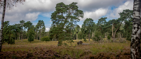 kroondomein, Valkenberg and Kroondomein het Loo Loop