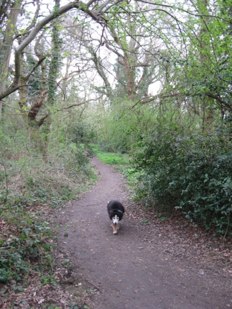 An image depicting the trail Great Bookham Common Loop via Common Road and its surrounding area.
