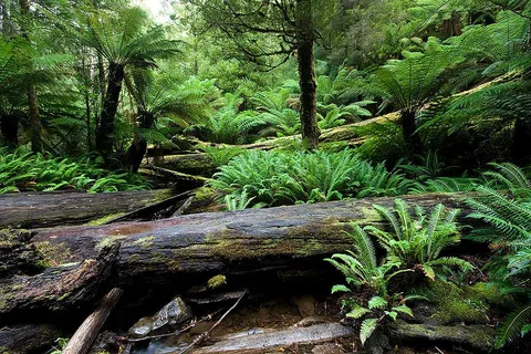 Marriotts Falls Track