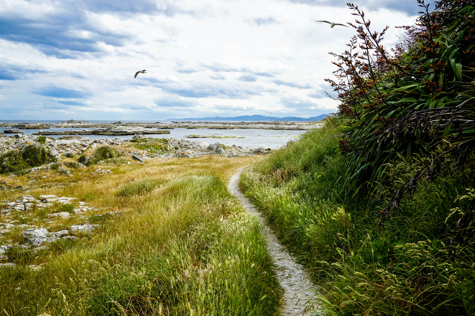 An image depicting the trail Kaikōura Peninsula Walkway and its surrounding area.