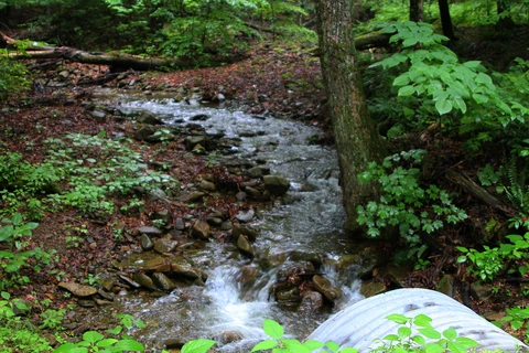 Trout Run