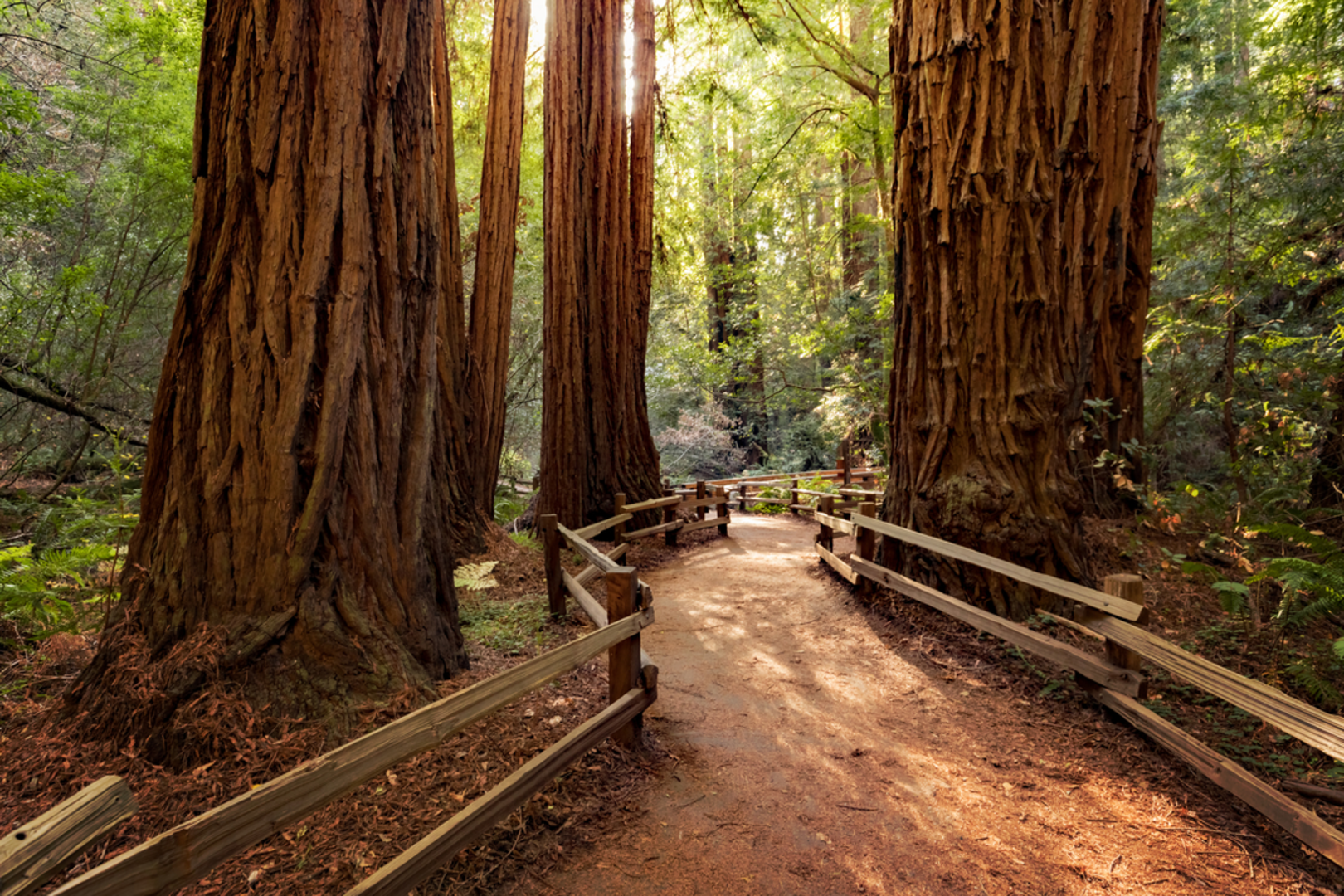 An image depicting the trail Ben Johnson Trail via Dipsea Loop Trail and its surrounding area.