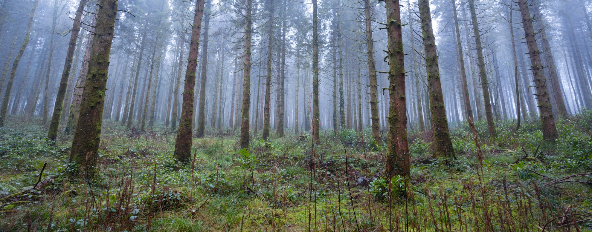 An image depicting the trail Monivea - Mass Track Trail and its surrounding area.