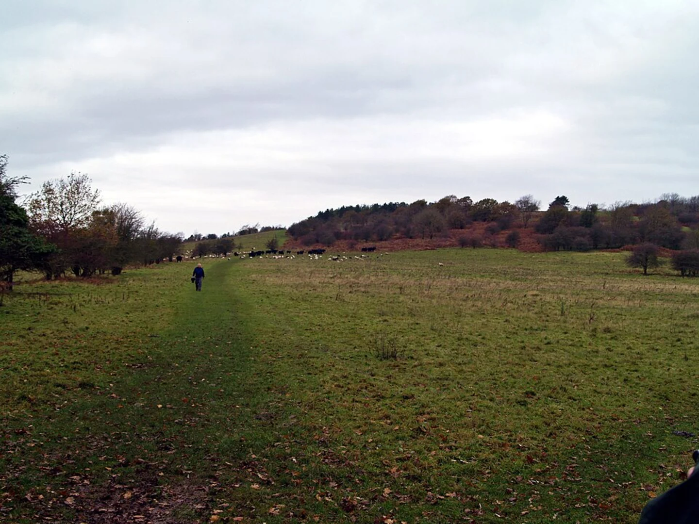 An image depicting the trail Dolebury Hill Fort and Rowberrow Warren Wood Loop and its surrounding area.