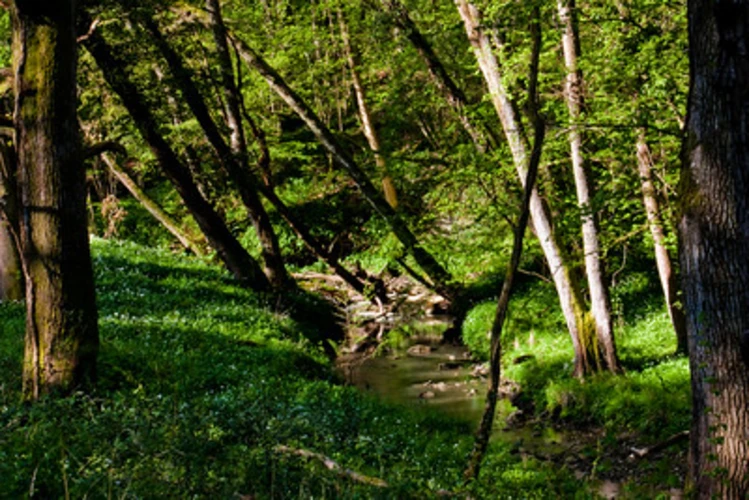 Lower Woods Nature Reserve Loop
