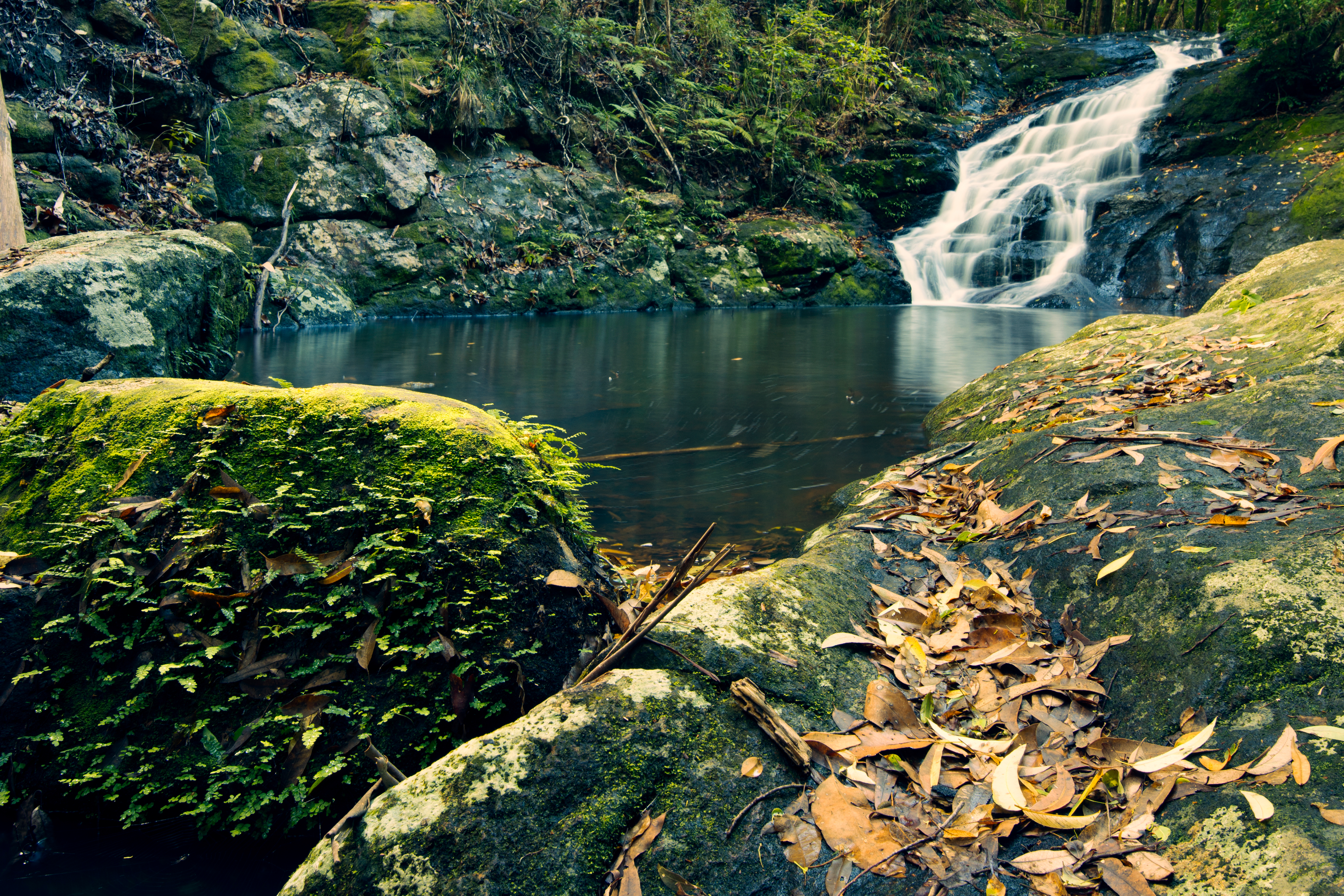An image depicting the trail Kondalilla National Park and its surrounding area.