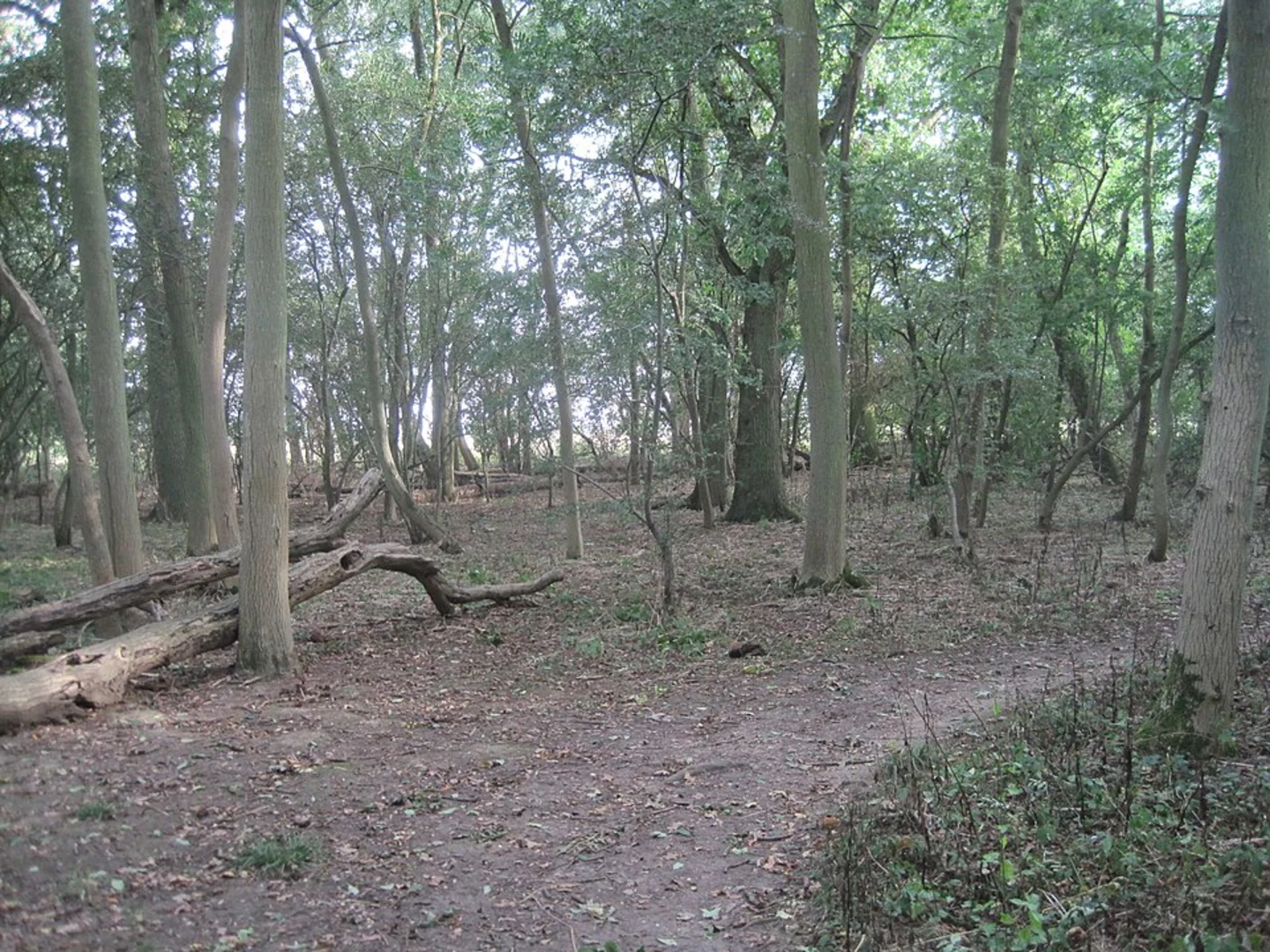 An image depicting the trail Hardwick Wood Loop and its surrounding area.