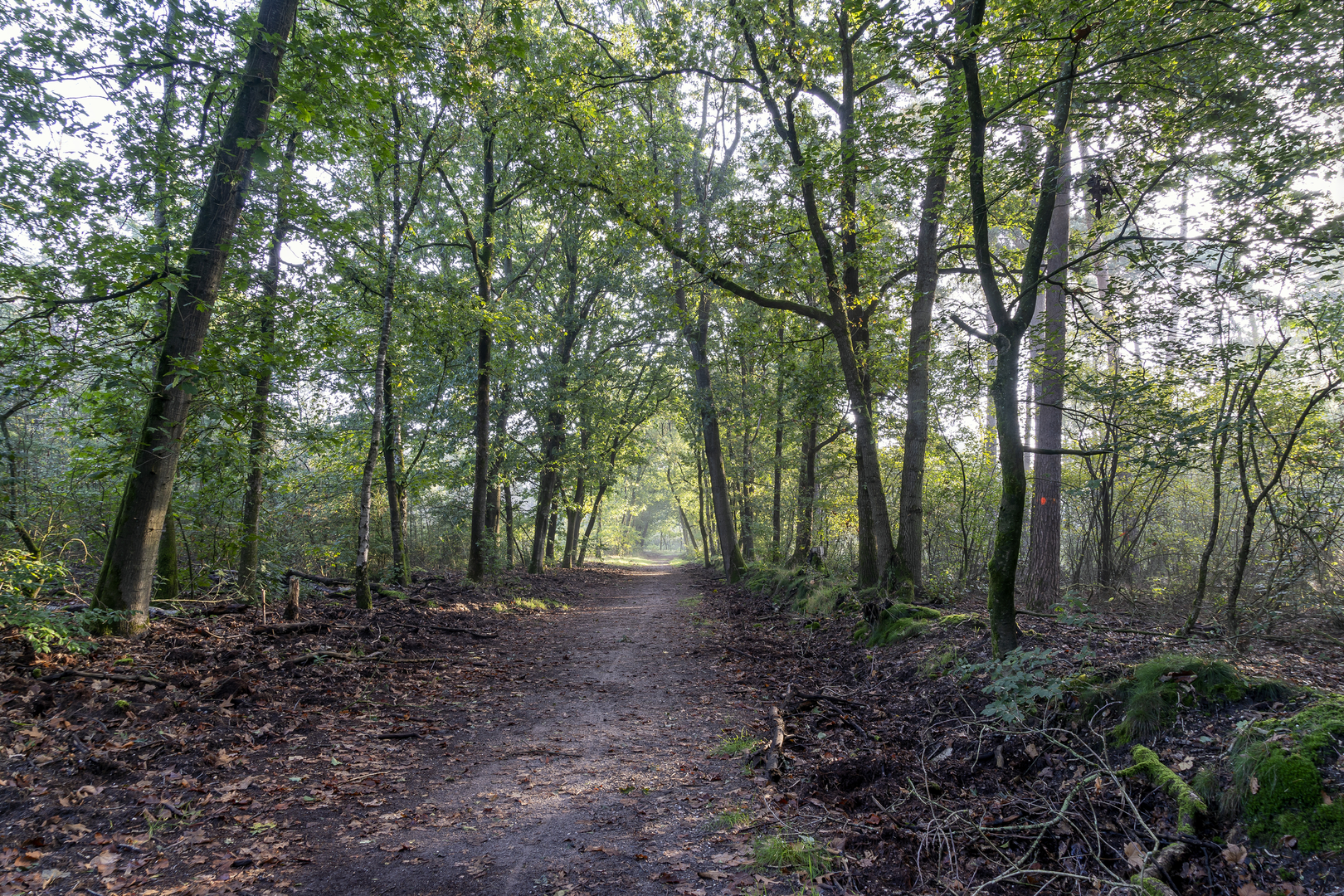An image depicting the trail Kasteel oldenaller via Withagersteeg and Hogesteeg and its surrounding area.
