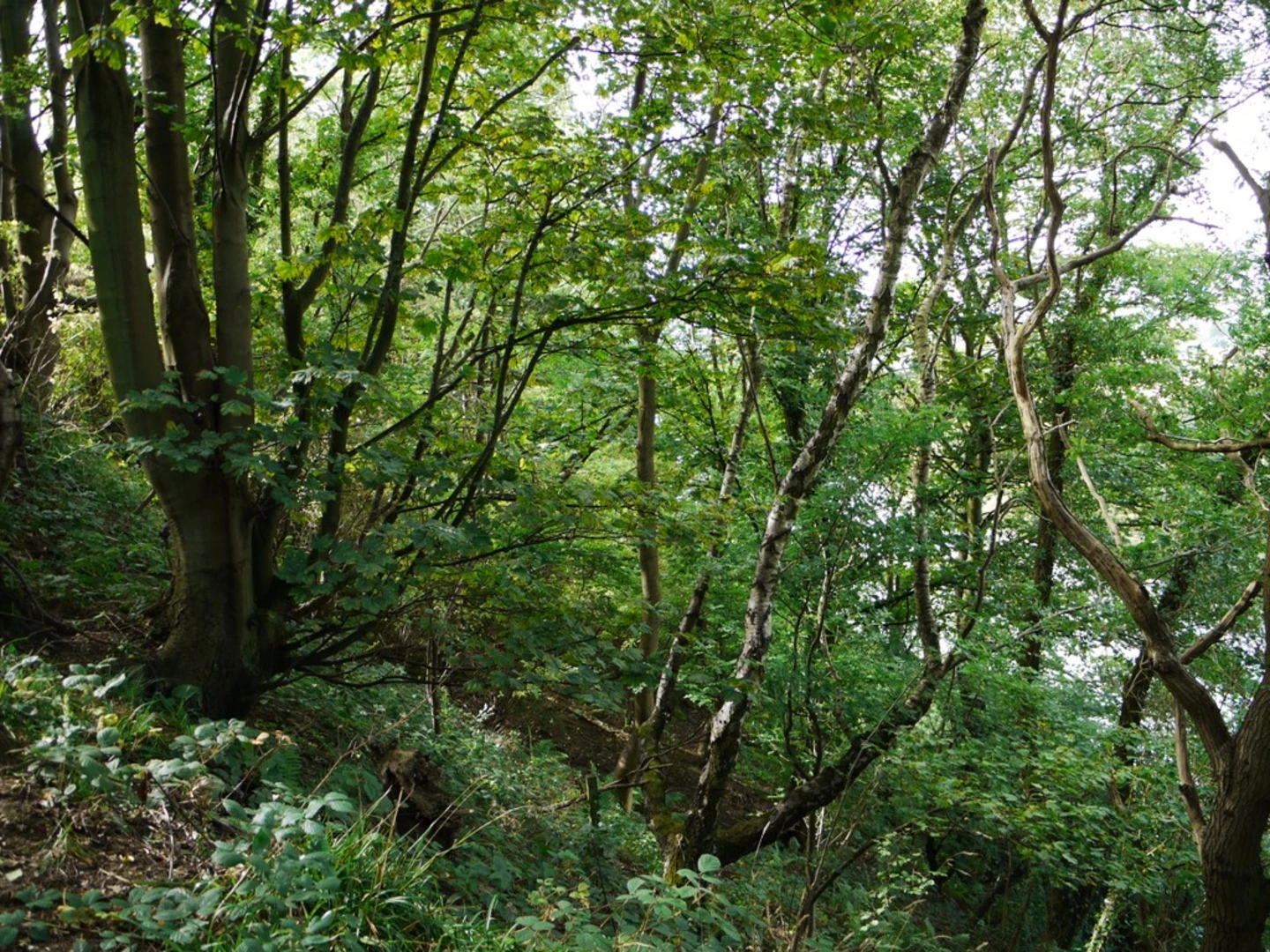 An image depicting the trail Tyre Riverside Country Park and Eltrigham Wood and its surrounding area.