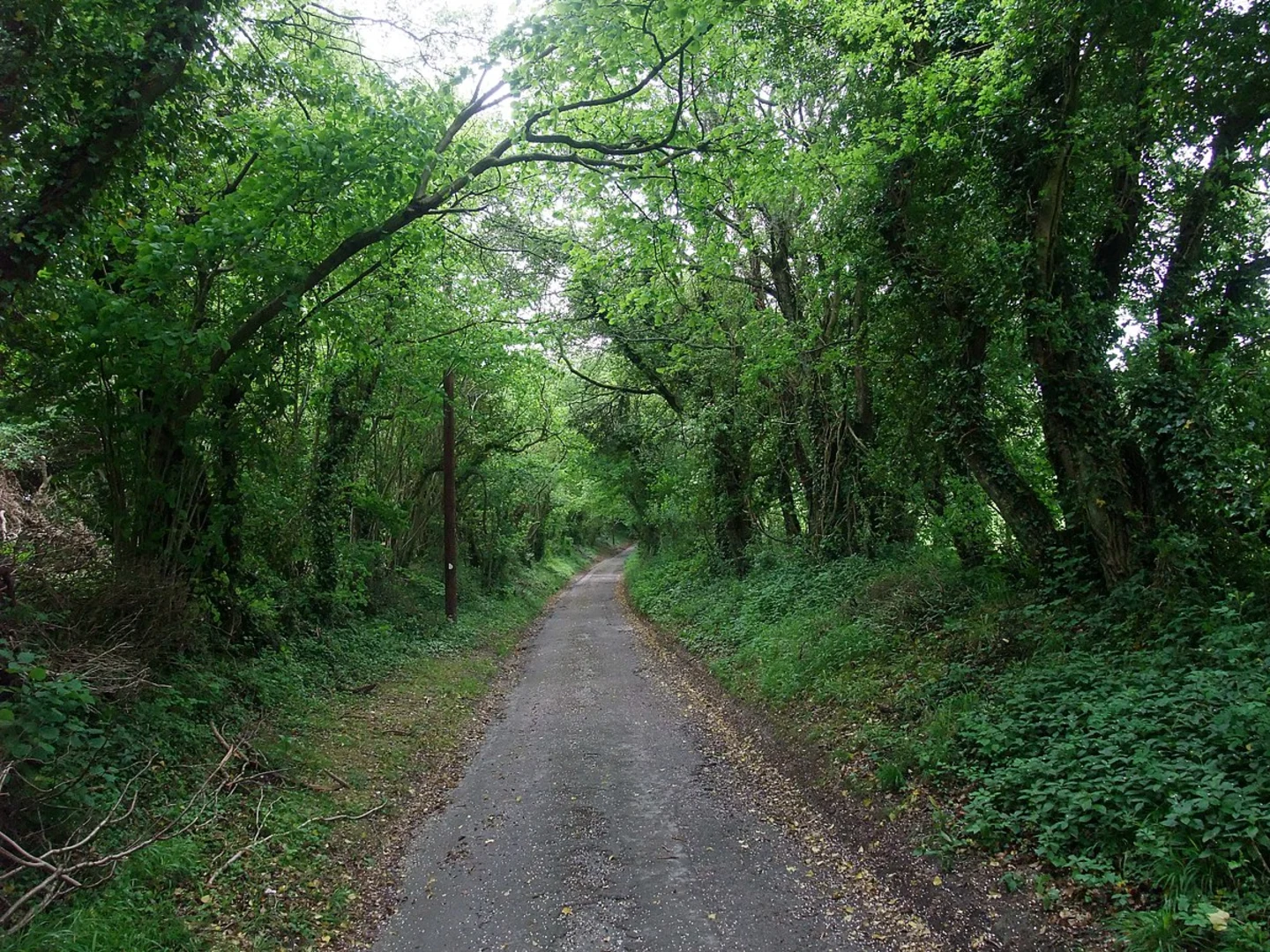An image depicting the trail Head Down Loop - Chalton and its surrounding area.