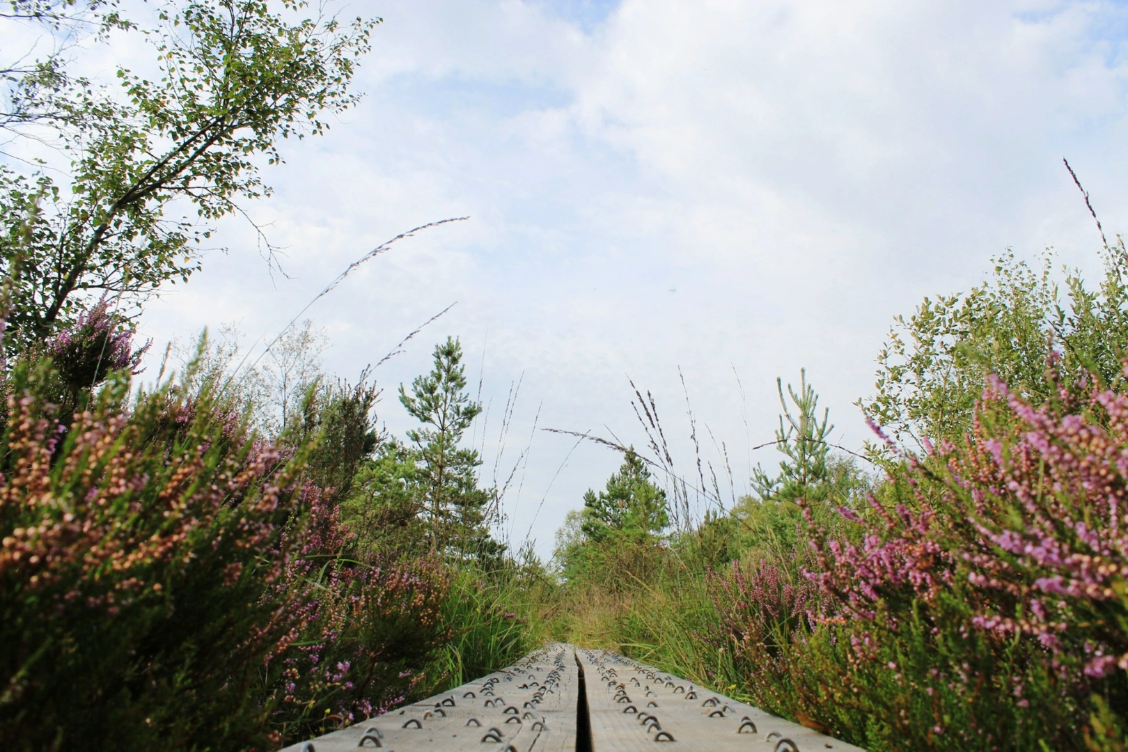 An image depicting the trail Abbeyleix Loops - Killamuck Bog Loop and its surrounding area.