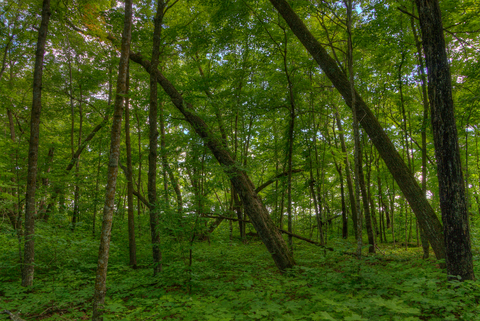 Paul Bunyon Heartland Trail