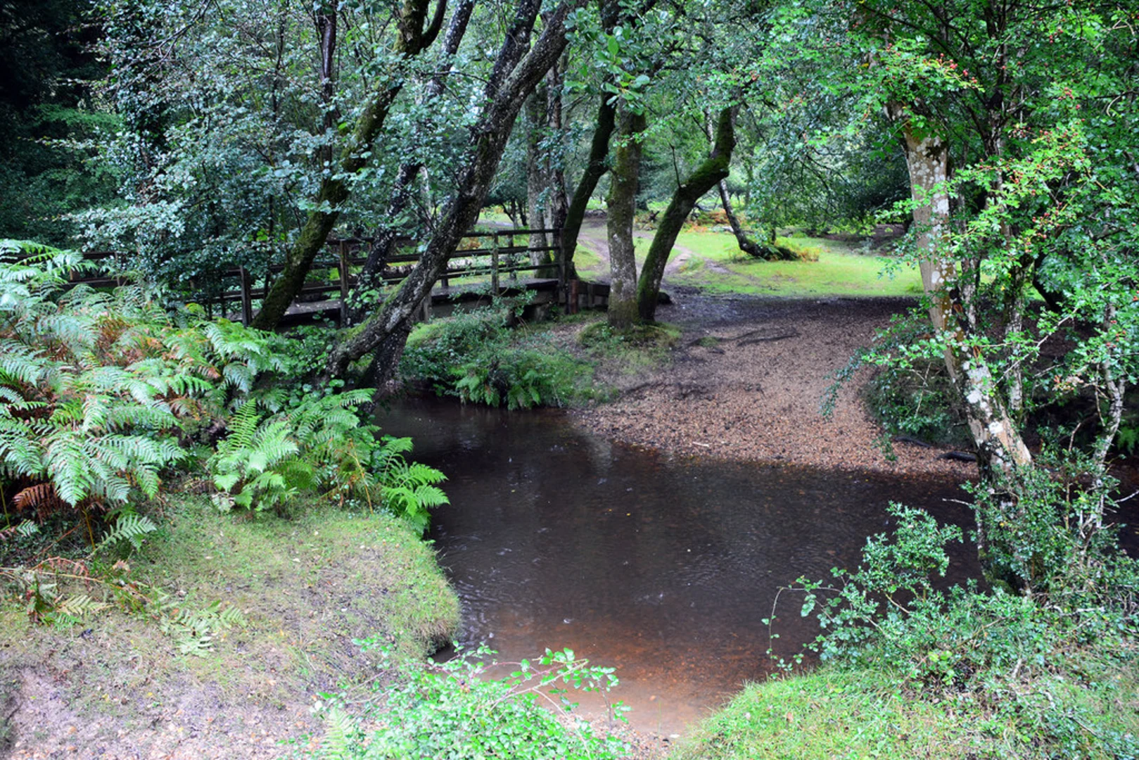 An image depicting the trail Brinken Wood Walk and its surrounding area.
