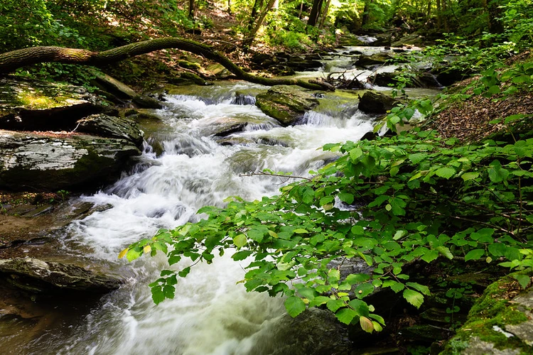 Climbers Run Creek Loop Trail