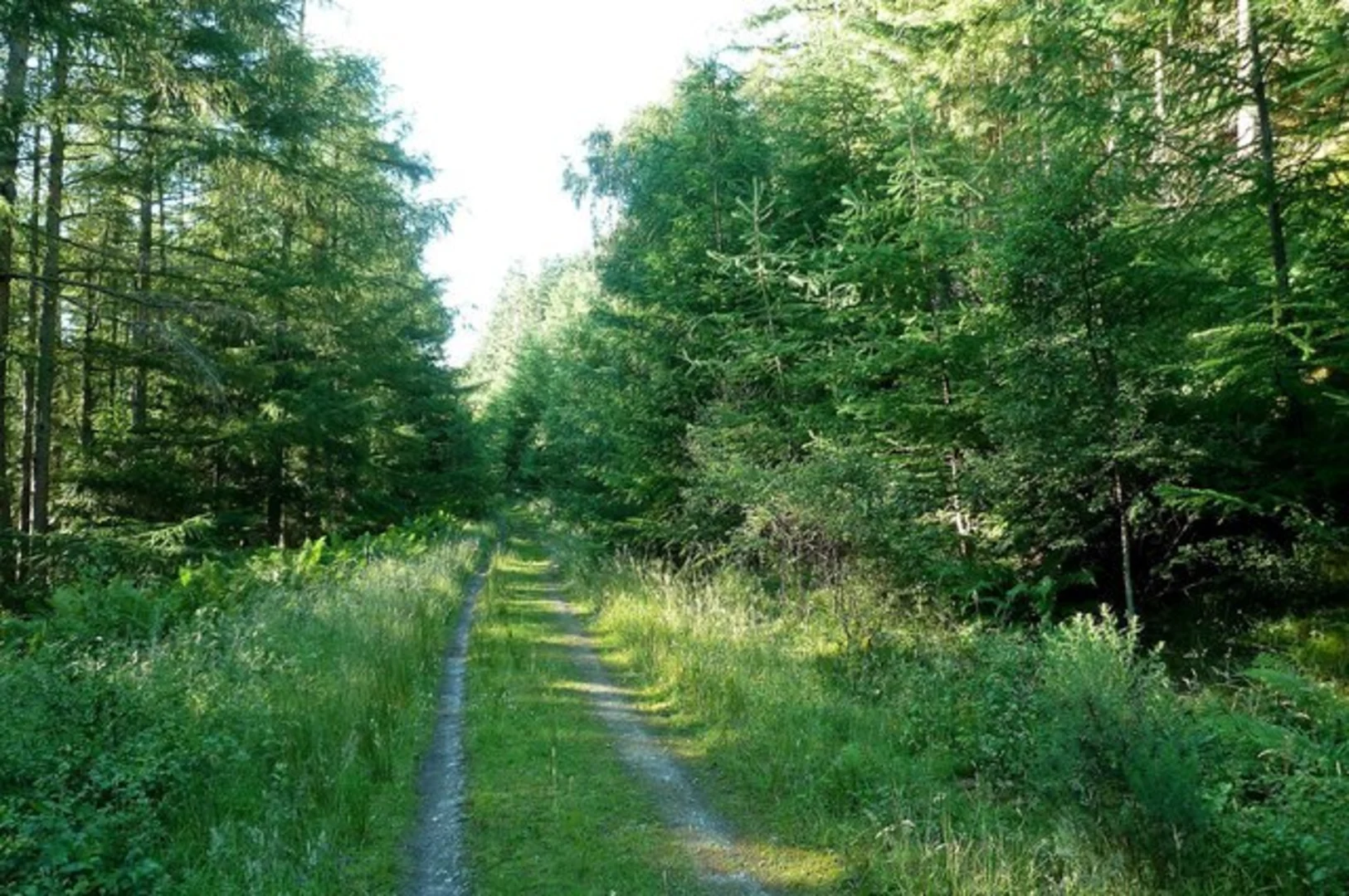An image depicting the trail Thornielee Forest Cairn Loop Trail and its surrounding area.