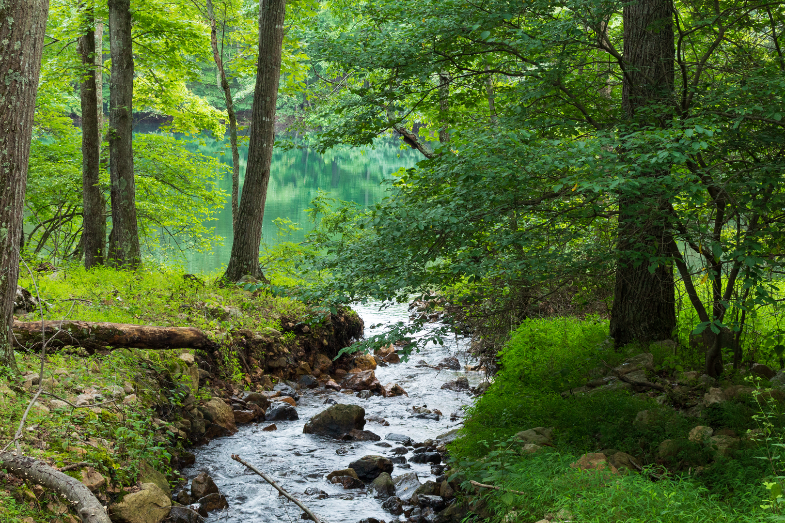 An image depicting the trail Torry Ridge - Mills Creek Loop and its surrounding area.