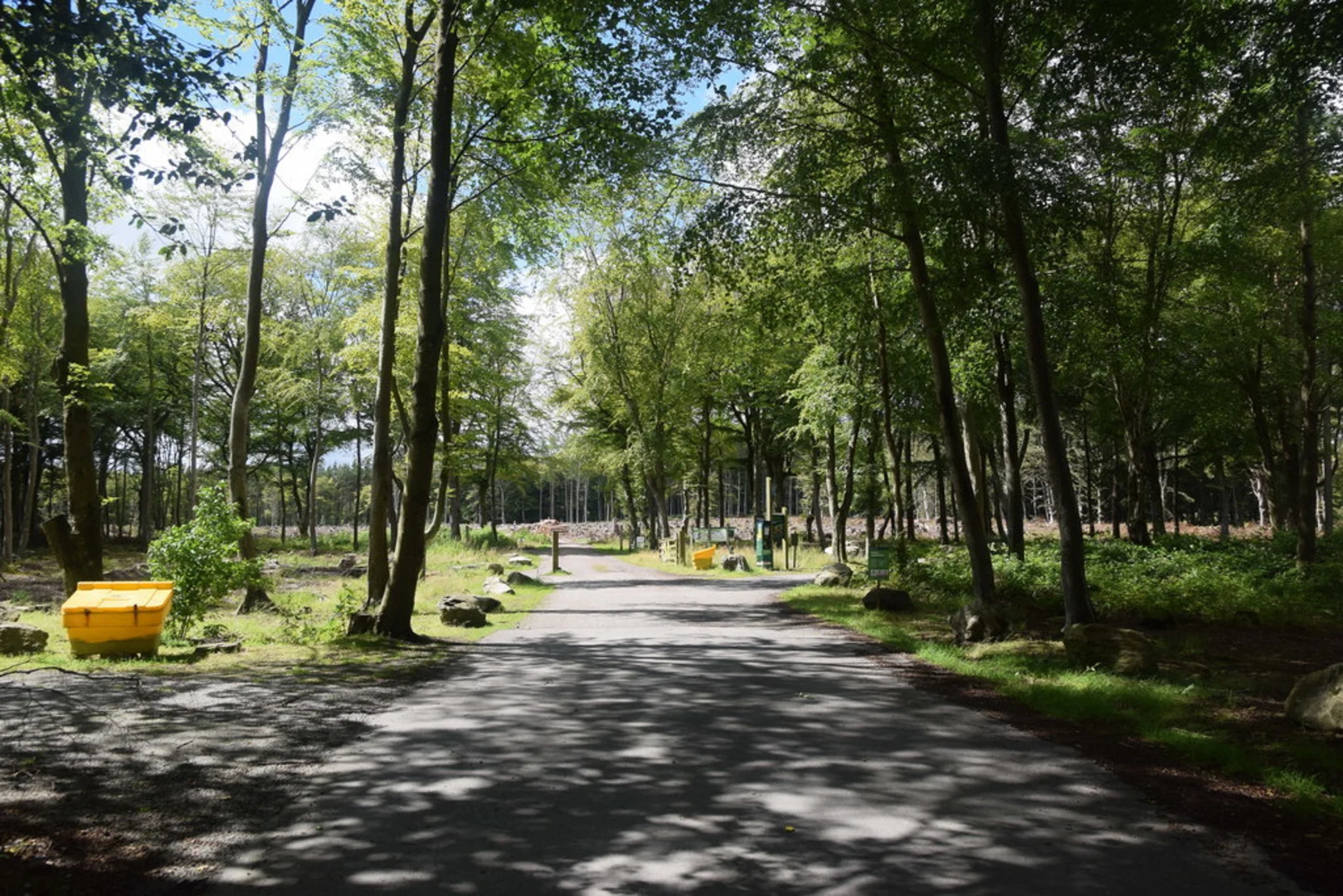 An image depicting the trail Beech Tree Loop Trail and its surrounding area.