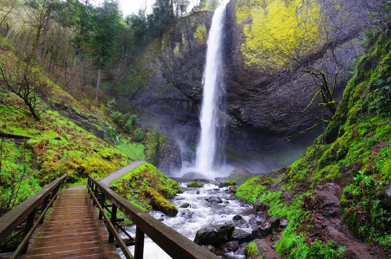 An image depicting the trail Latourell Falls Loop and its surrounding area.