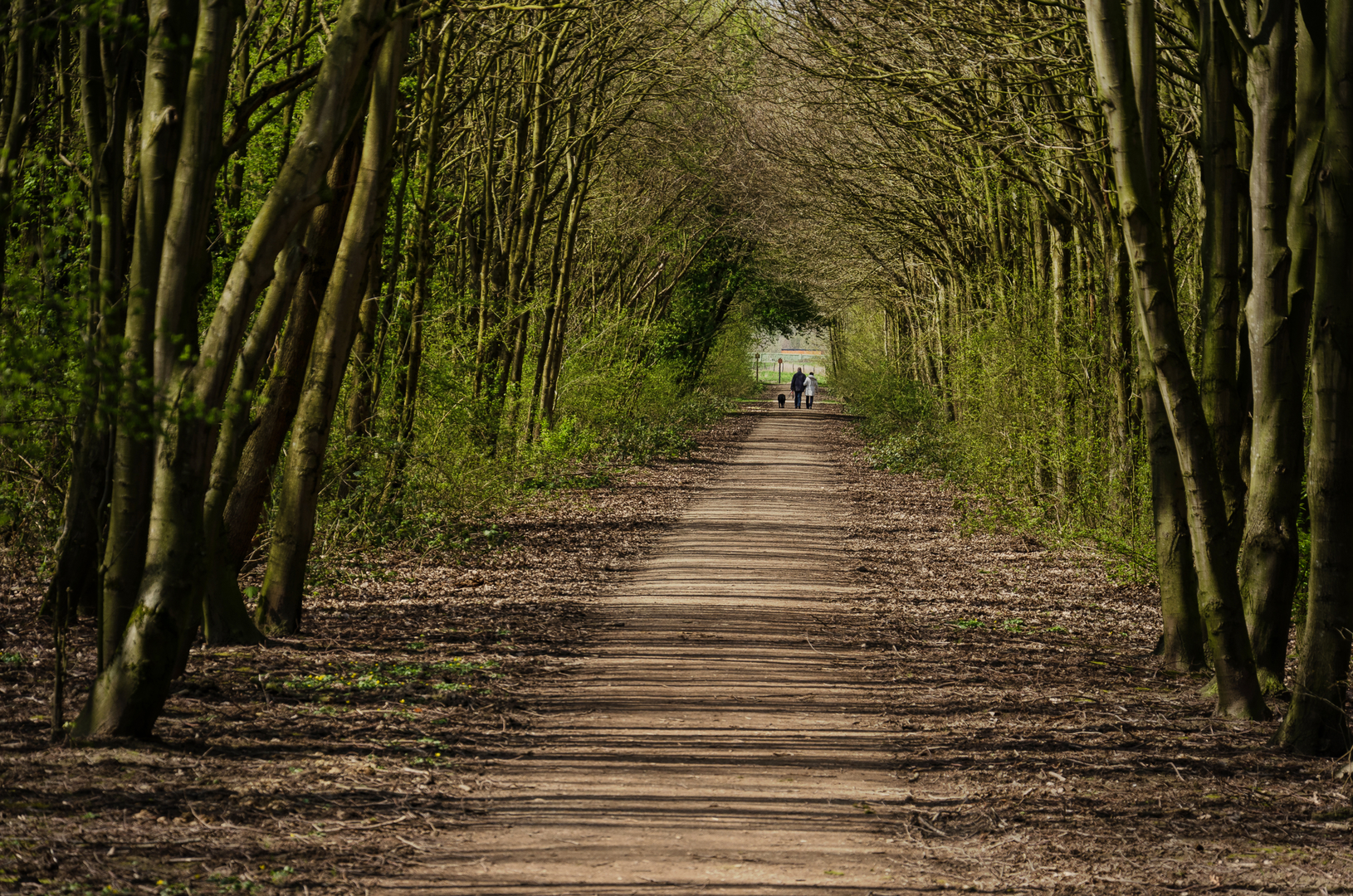 An image depicting the trail Bos Valckesteyn via Bospad and Zwaardijk and its surrounding area.