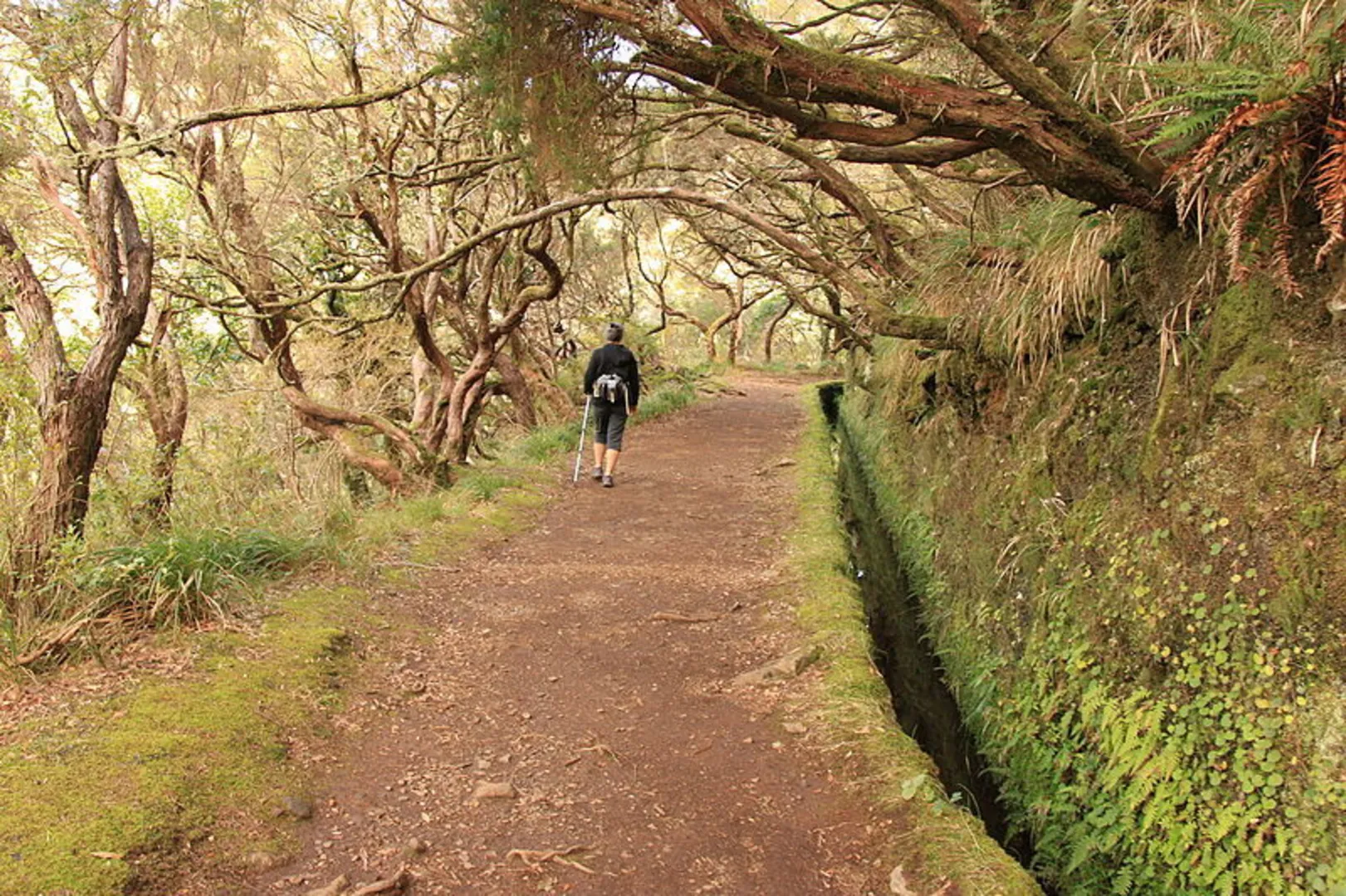 An image depicting the trail PR 6 Levada das 25 Fontes and its surrounding area.