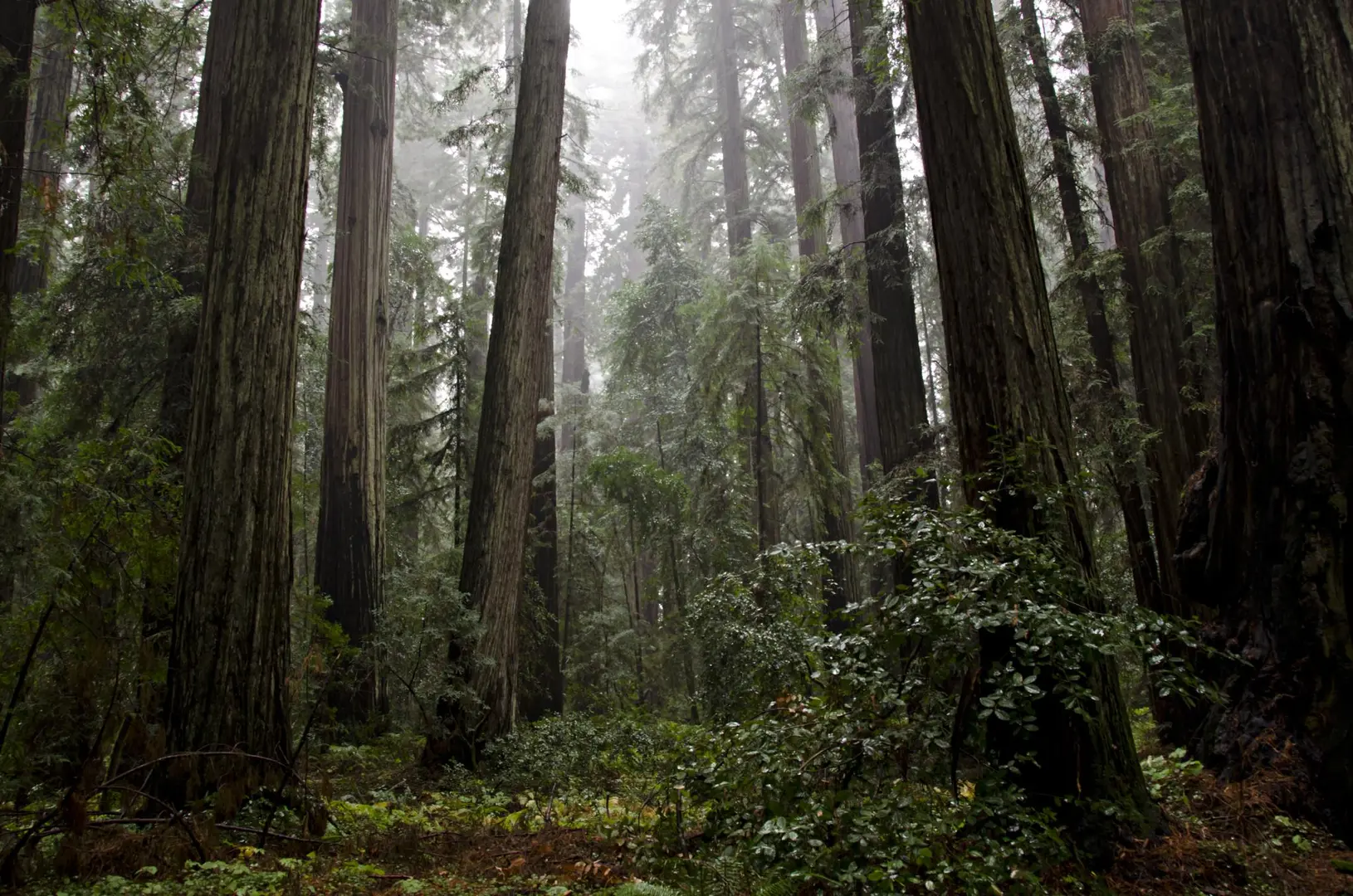An image depicting the trail Azalea Campground, Upper Trail and Discovery Trail Loop and its surrounding area.