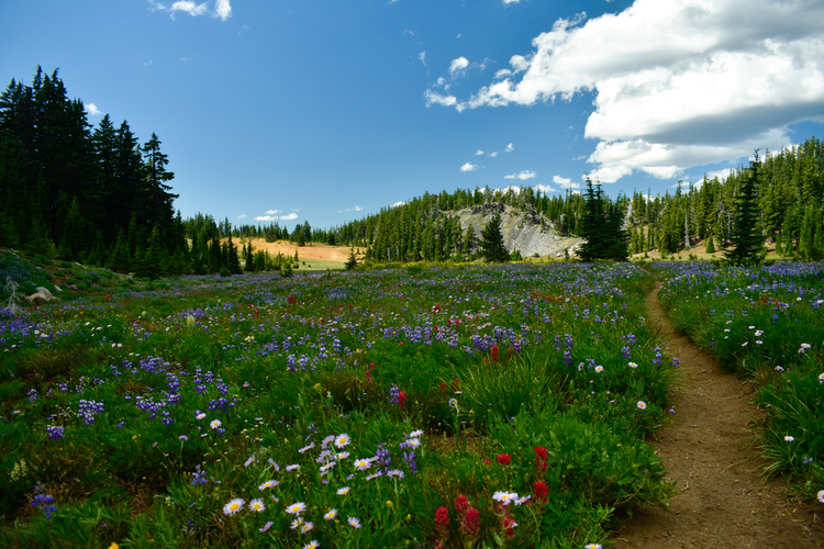 Louise Creek Trail