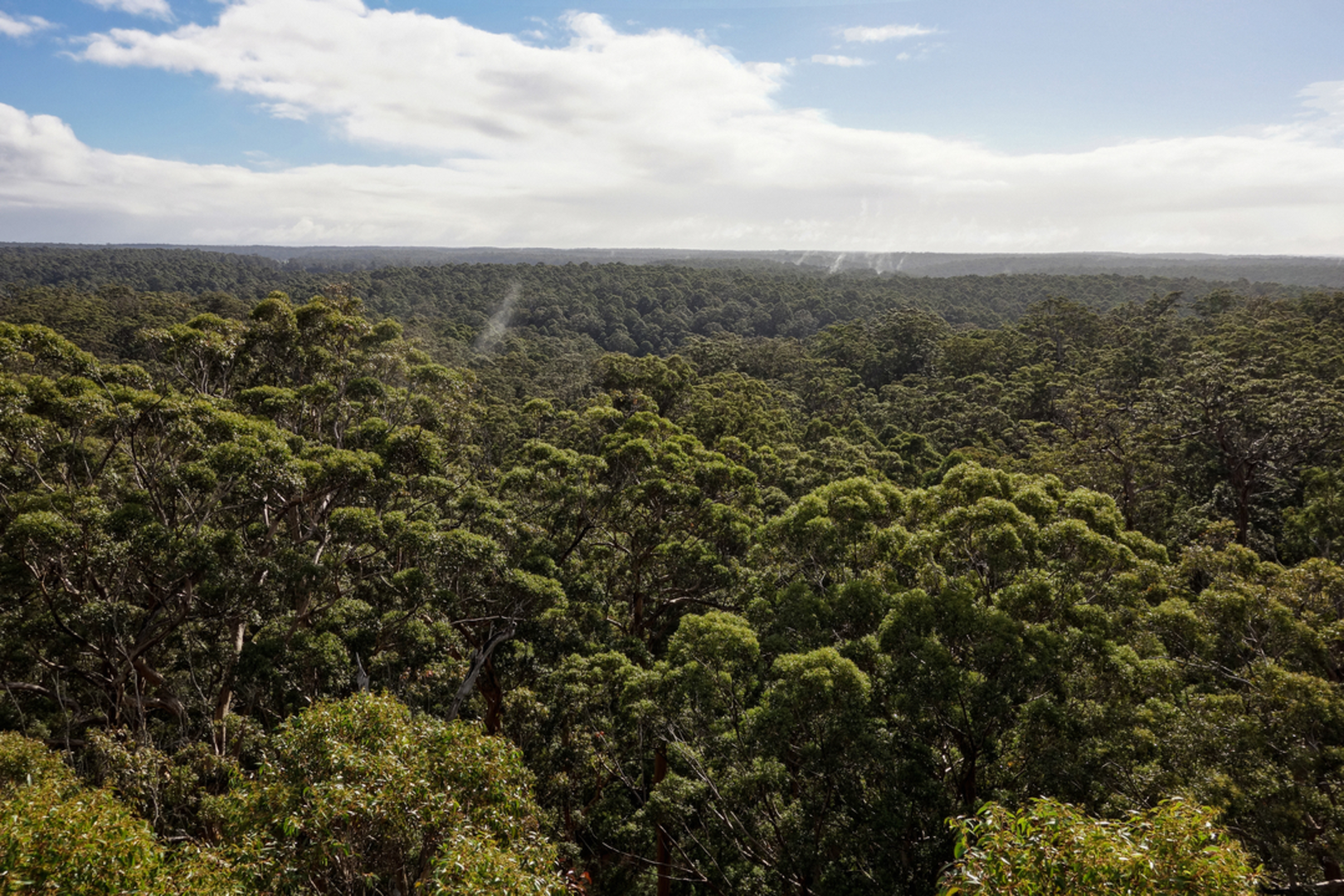 An image depicting the trail Warren River Loop Walk and its surrounding area.
