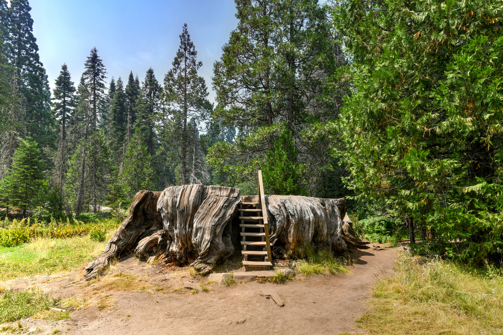An image depicting the trail Big Stump Grove Loop Trail and its surrounding area.