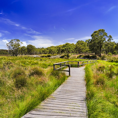 Polblue Swamp Track