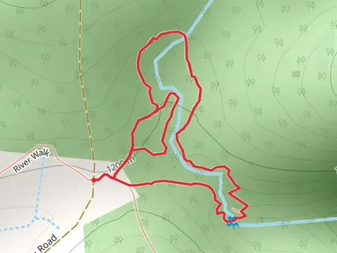 Antarctic Beech Forest Track