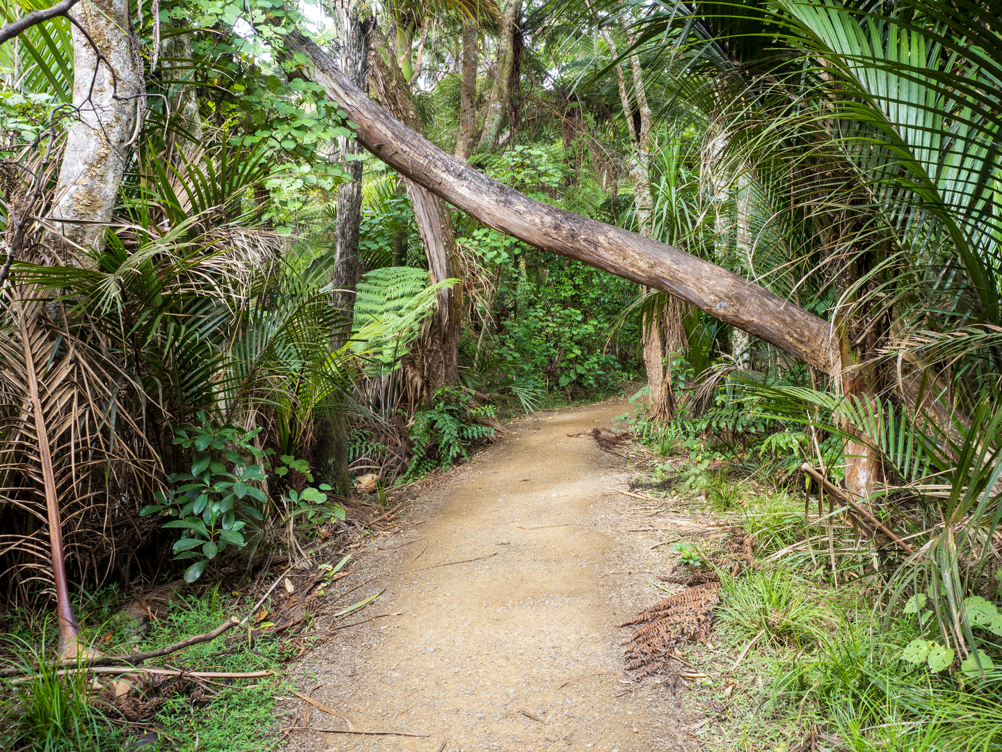 An image depicting the trail Kitekite Falls Path and its surrounding area.
