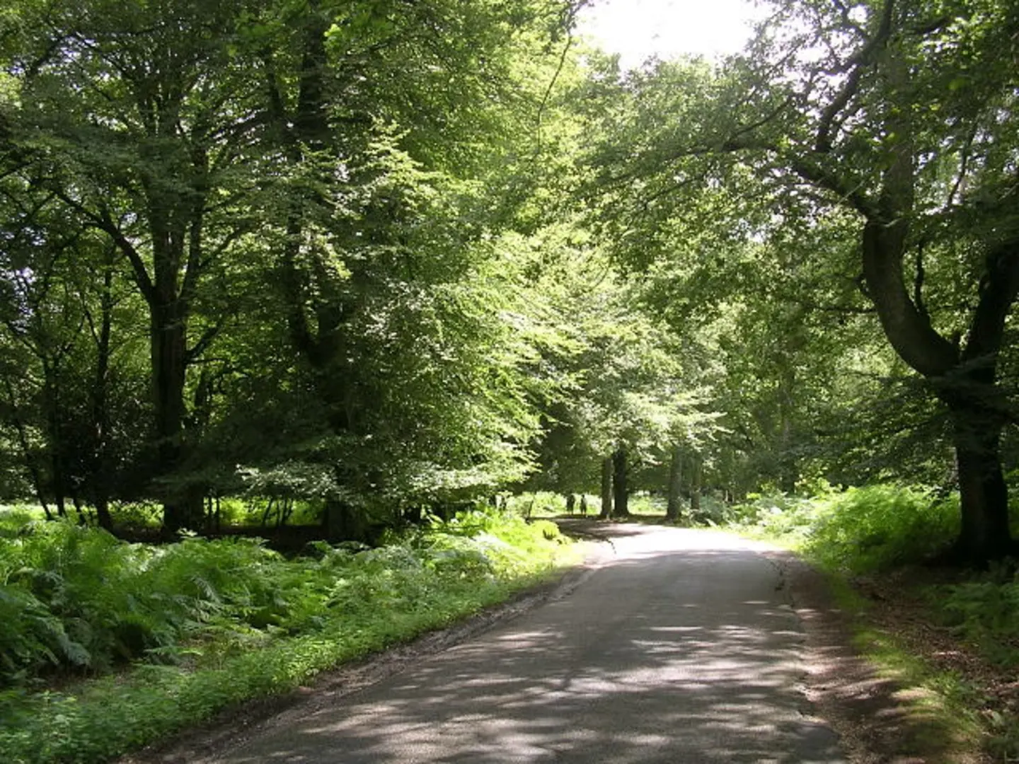 An image depicting the trail Jubilee Grove Trail - Bolderwood and its surrounding area.