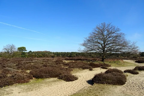 Zuideresch, Drouwenerzand and Bosch en Duin Loop