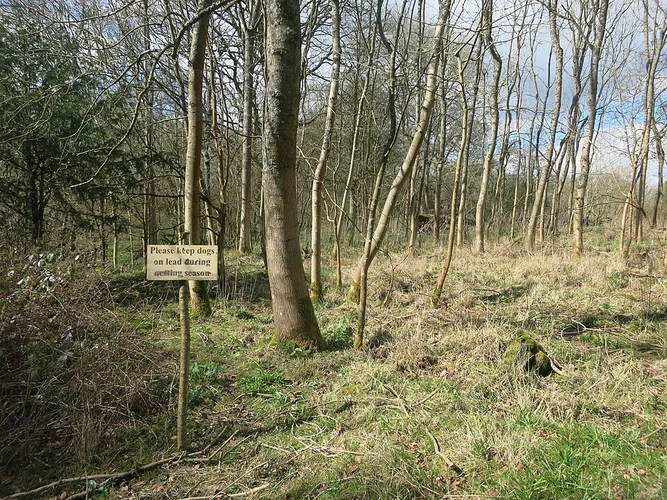 Great House Wood via Great House Trail