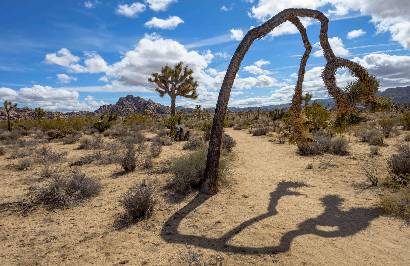 An image depicting the trail Big Foot Trail, Maze Loop Trail and Boy Scout Trail Loop and its surrounding area.