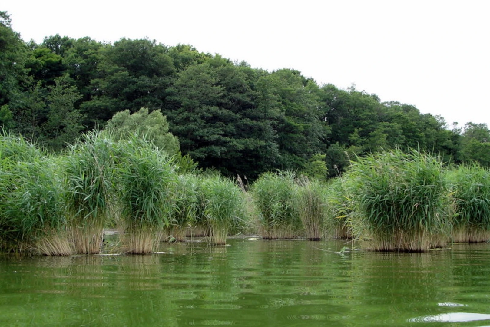 An image depicting the trail Großer Müggelsee Loop via Goldmannpark and its surrounding area.
