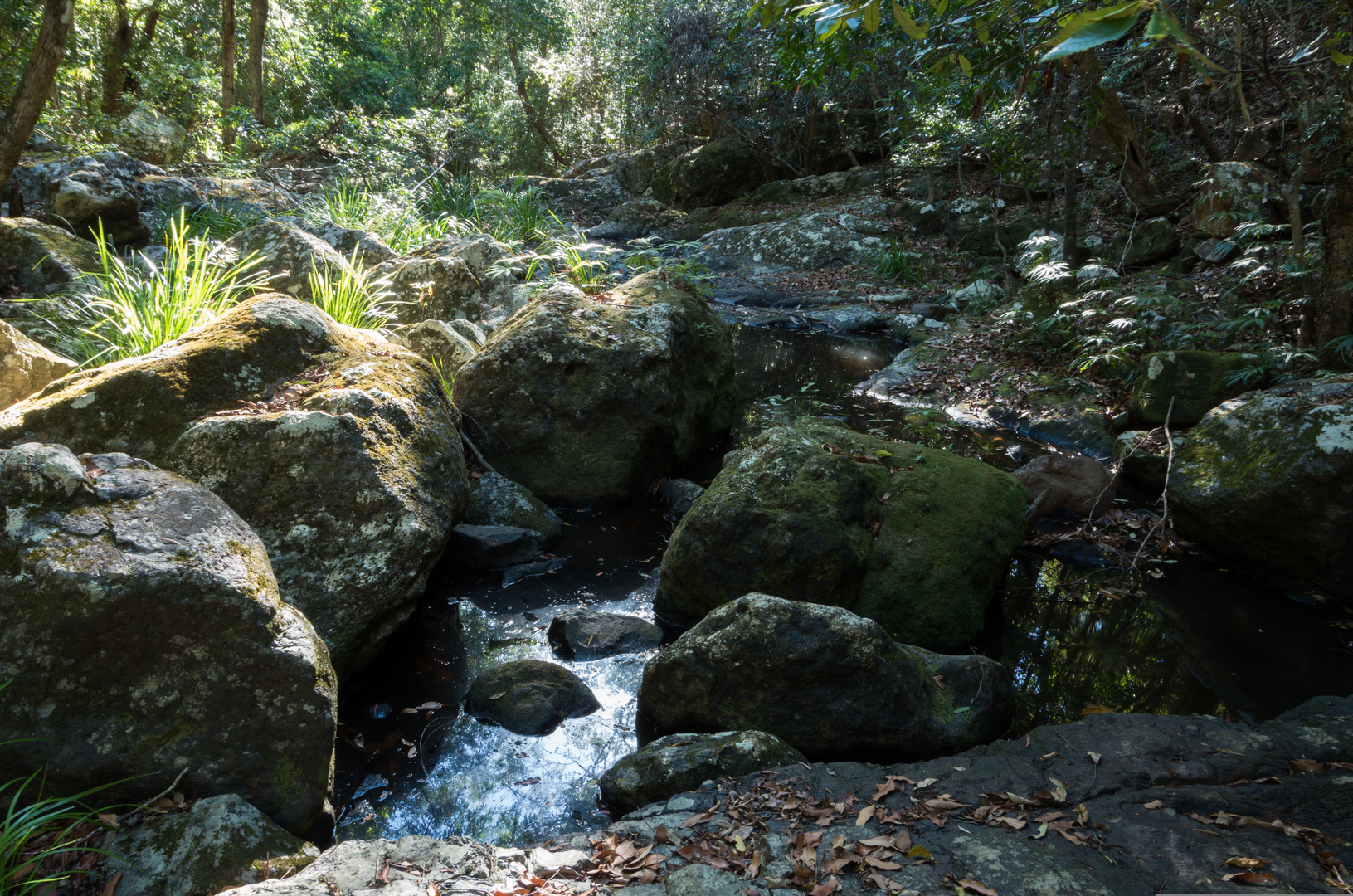 An image depicting the trail Sunshine Coast Hinterland Great Walk and its surrounding area.