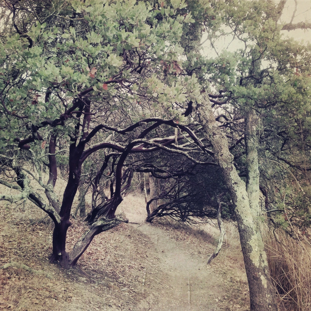 An image depicting the trail Alta Vista and Oakwood Loop Trail and its surrounding area.