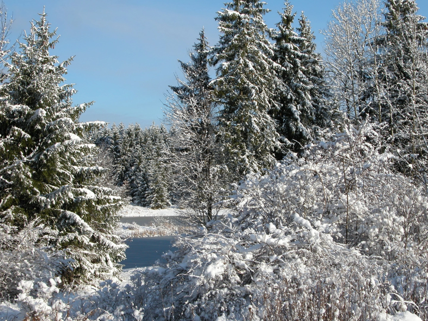 An image depicting the trail Tree Farm Trail and its surrounding area.