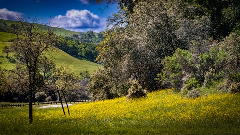Vista Grande and Welch Creek Road Loop
