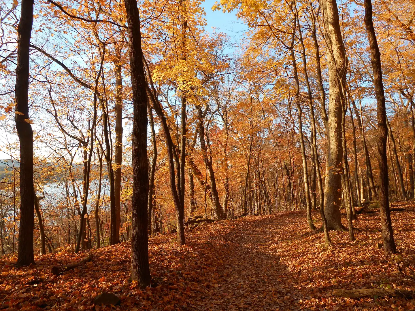 An image depicting the trail Pere Marquette Trail and its surrounding area.
